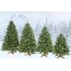 Dirbtinė Kalėdų eglutė Premium Royal Trees Sibiro eglė su mediniu stovu Springos CT0182 180 cm