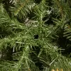 Dirbtinė Kalėdų eglutė Premium Royal Trees, Kaukazo eglė, su mediniu stovu Springos CT0185 150 cm
