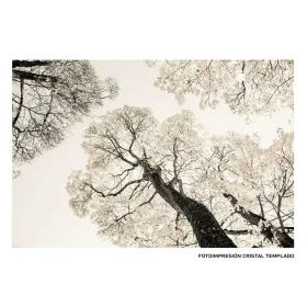 Kangas Puud 120 x 4 x 80 cm