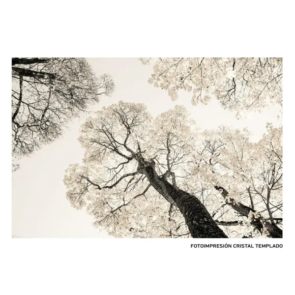 Canvas Koki 120 x 4 x 80 cm