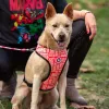 Dog Harness Marvel Reversible