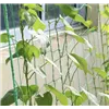Verkko - kasvituki 2x10m Gardlov 23978