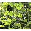 Сетка - опора для растений 2х10м Гардлов 23978