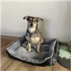 Dog/cat bed 60x45cm Purlov 24288