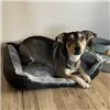 Dog/cat bed 60x45cm Purlov 24288