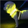 LED light collar - adjustable Purlov 24200