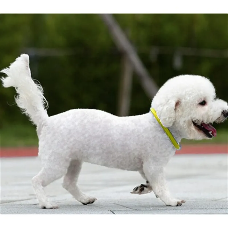 LED light collar - adjustable Purlov 24200