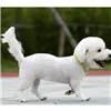 LED light collar - adjustable Purlov 24200