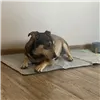 Охлаждающий коврик для животных 90x50см Purlov 25531