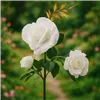 Солнечная лампа роза Гардлов 25282