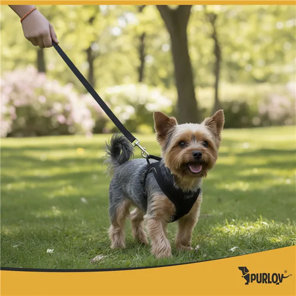 Pressure-free harness for animals S Purlov 26868