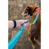 Koerarihm Red Dingo Must