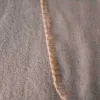 Fleece blanket 170x130 (Beige) | Pirkti internetu — Megaluks