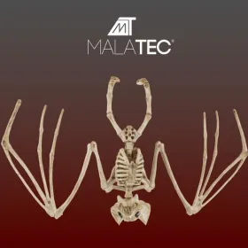 Bat skeleton - decoration 30cm Malatec 22005 | Buy online — Megaluks