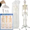 Žmogaus skeletas – 170cm Malatec 22583 | Pirkti internetu — Megaluks