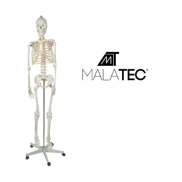 Žmogaus skeletas – 170cm Malatec 22583 | Pirkti internetu — Megaluks