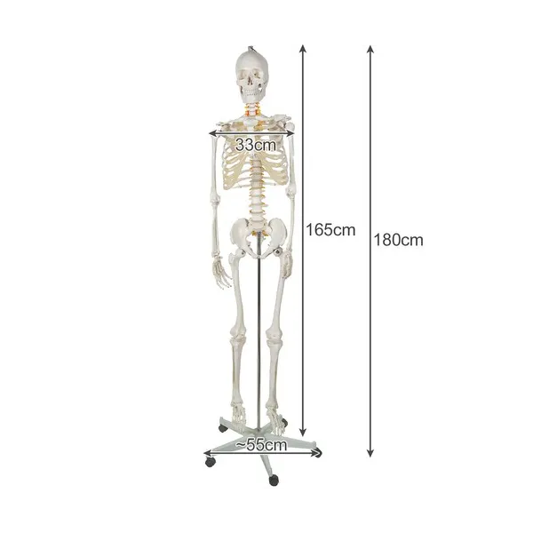Cilvēka skelets - 170 cm Malatec 22583 | Pirkt tiešsaistē — Megaluks