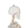 Žmogaus skeletas – 170cm Malatec 22583 | Pirkti internetu — Megaluks