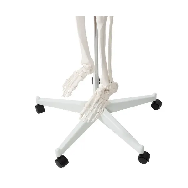 Cilvēka skelets - 170 cm Malatec 22583 | Pirkt tiešsaistē — Megaluks