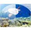 Full face snorkeling mask S/M part 23469 | Buy online — Megaluks