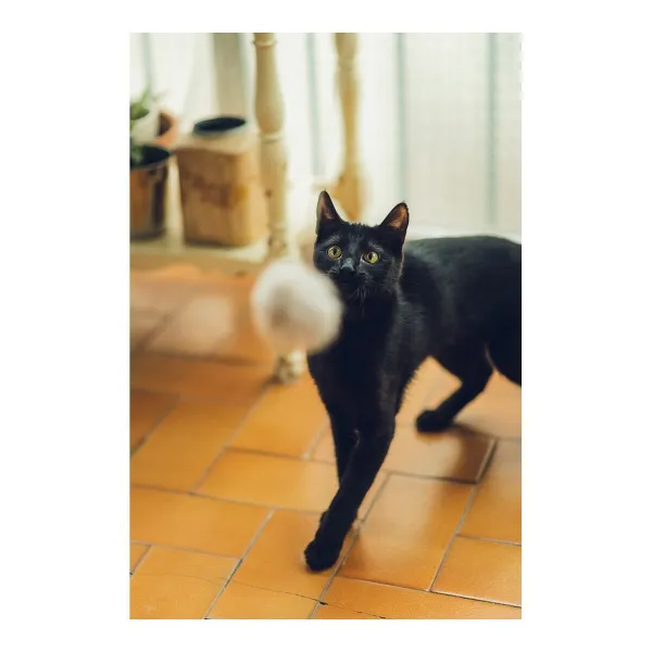Игрушка-палка для кошек Gloria Gaudí Деревянный Помпоны (6 cm)
