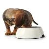 Dog Feeder Hunter Melamin Stainless steel White 160 ml (14,5 x 14,5 x 7 cm)