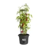 Pušķi Elho Basics Tomato Melns (Ø 33 cm)
