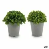 Decorative Plant Ibergarden Plastic 13 x 17 x 13 cm 14 x 16 x 14 cm (12 Units)