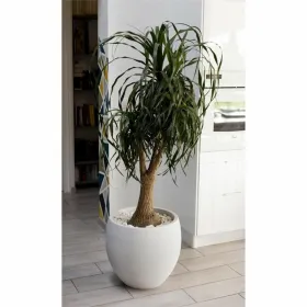 Stiklainis EDA Graphit Apskritas Balta Ø 50 cm