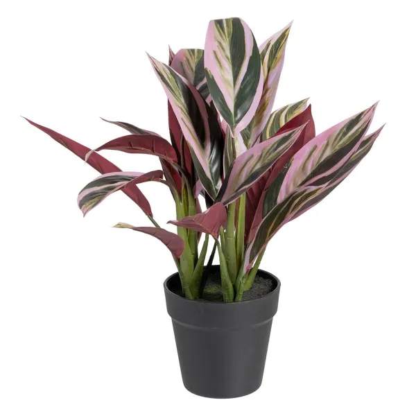 Koristekasvi 44 x 39 x 48 cm Pinkki Vihreä PVC