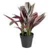 Koristekasvi 44 x 39 x 48 cm Pinkki Vihreä PVC
