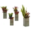 Dekoratīvs Augs Ibergarden Flowers Garden 10 x 50 x 10 cm Brūns Zaļš (4 gb.)