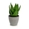 Dekoratīvs Augs Ibergarden Plastmasa Alveju 15 x 23,5 x 15 cm (6 gb.)