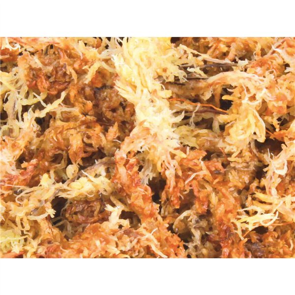 Substrate Trixie Moss
