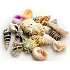 Kriauklės Akvastabil Sea