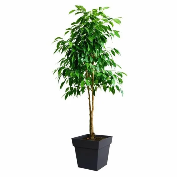 Pušķi EDA Pelēks polipropilēns Plastmasa 39 cm 39 x 39 x 39 cm
