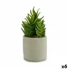 Dekoratīvs Augs Ibergarden Plastmasa Sukulents 12 x 24 x 12 cm (6 gb.)