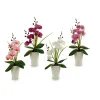 Koristekukka Ibergarden Orkidea 14 x 35 x 8 cm (12 osaa)