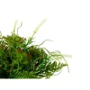 Decorative Plant Ibergarden Plastic Wineglass 21 x 30 x 21 cm 34 x 39,5 x 34 cm (6 Units)