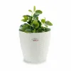 Подставка под цветочный горшок Stefanplast Белый Пластик 29 x 26,5 x 29 cm 29 x 27 x 29 cm (6 штук)