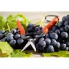 Садовые ножницы Stocker 19 cm Коллекция фруктов и овощей виноград
