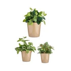 Puodų rinkinys Ibergarden Rusvai gelsva Molis Cónica Ø 14 cm Ø 22 cm Ø 17 cm 22 x 21 x 22 cm 3 Dalys
