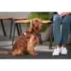 Dog Harness Red Dingo Dingo Purple L 47-73 cm 56-80 cm