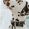 Dog collar Hunter Aalborg Black (40-48 cm)