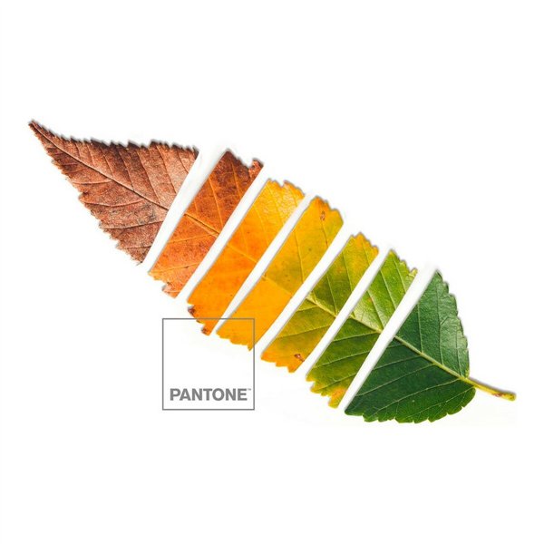 Пододеяльник Leaf Pantone