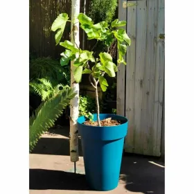 Stiklainis Riss 53 cm Mėlyna Plastmasinis