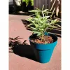 Pušķi Riviera Zils Ø 55 cm