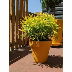 Stiklainis Riviera Geltona Ø 60 cm
