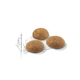 Kaķu barība Royal Canin Active Life Outdoor Pieaugušais Cālis Putni 4 Kg