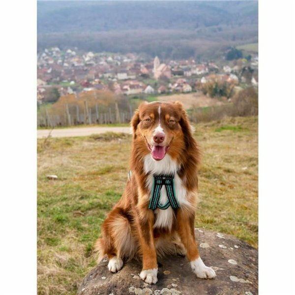 Dog Harness Olympia S
